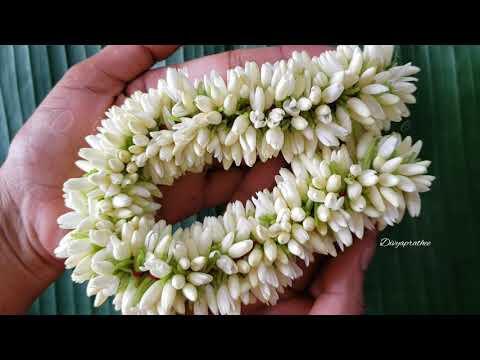 Arabian Jasmine/ Mullai flower string- Highly prized for its Beautiful ...